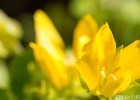 Blüten im Moorbeet